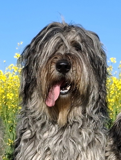 Aiko