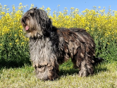 Aiko
