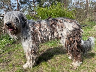 Cane