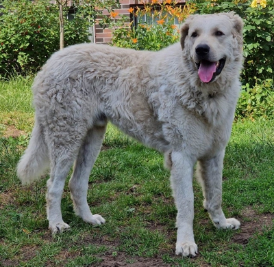 Comanche