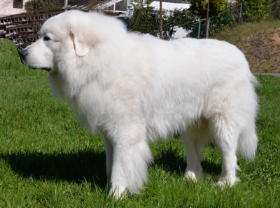 Arthus