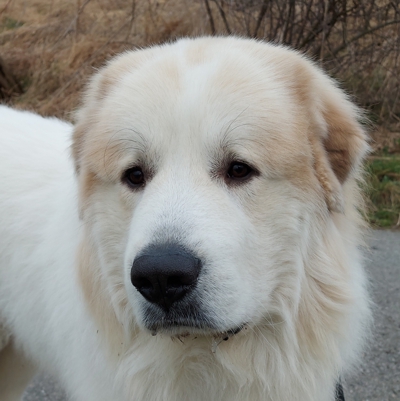 Aslan