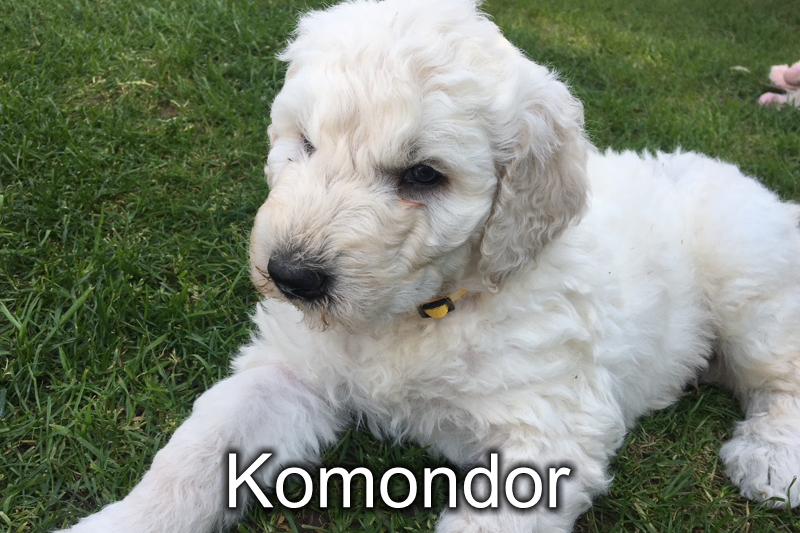 Komondor-Welpen