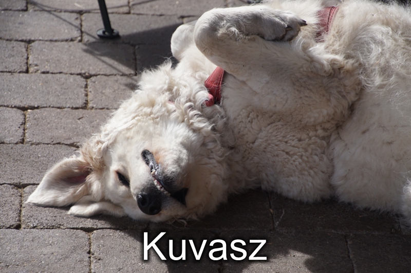 Kuvasz-Welpen