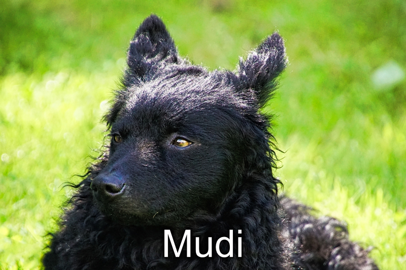 Mudi-Welpen