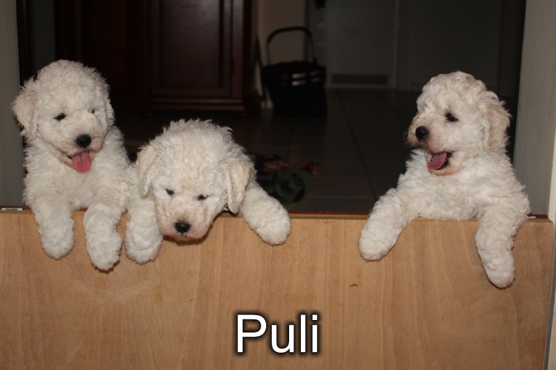 Puli-Welpen