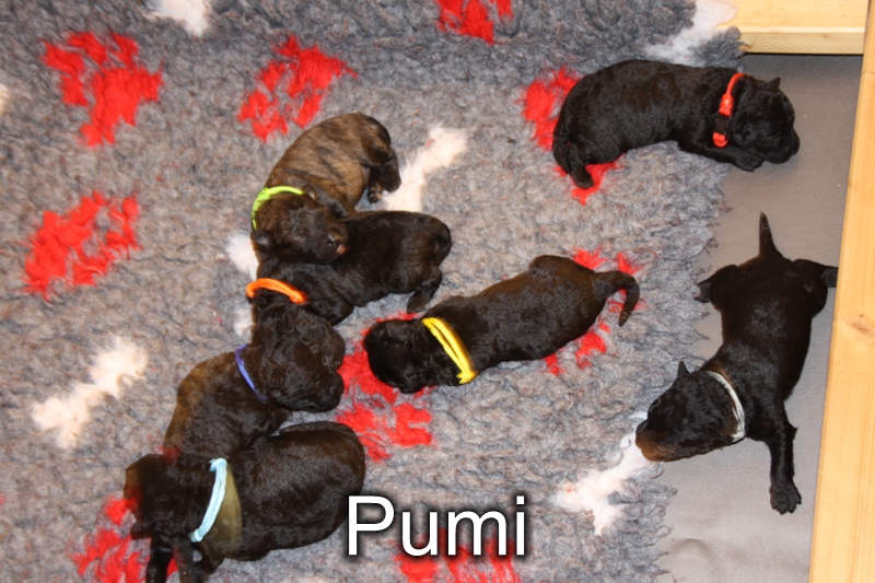 Pumi-Welpen